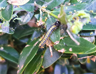 Miniatura: Dodaj 1 łyżkę do oprysku. Ćma bukszpanowa...