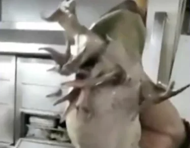 Miniatura: Zmutowana żaba trafiła w ręce szefa...