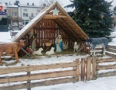 Miniatura: Schowali się w szopce i pili alkohol....