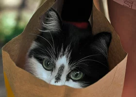 Miniatura: Łatwy QUIZ z polskich przysłów. 10/10 to...