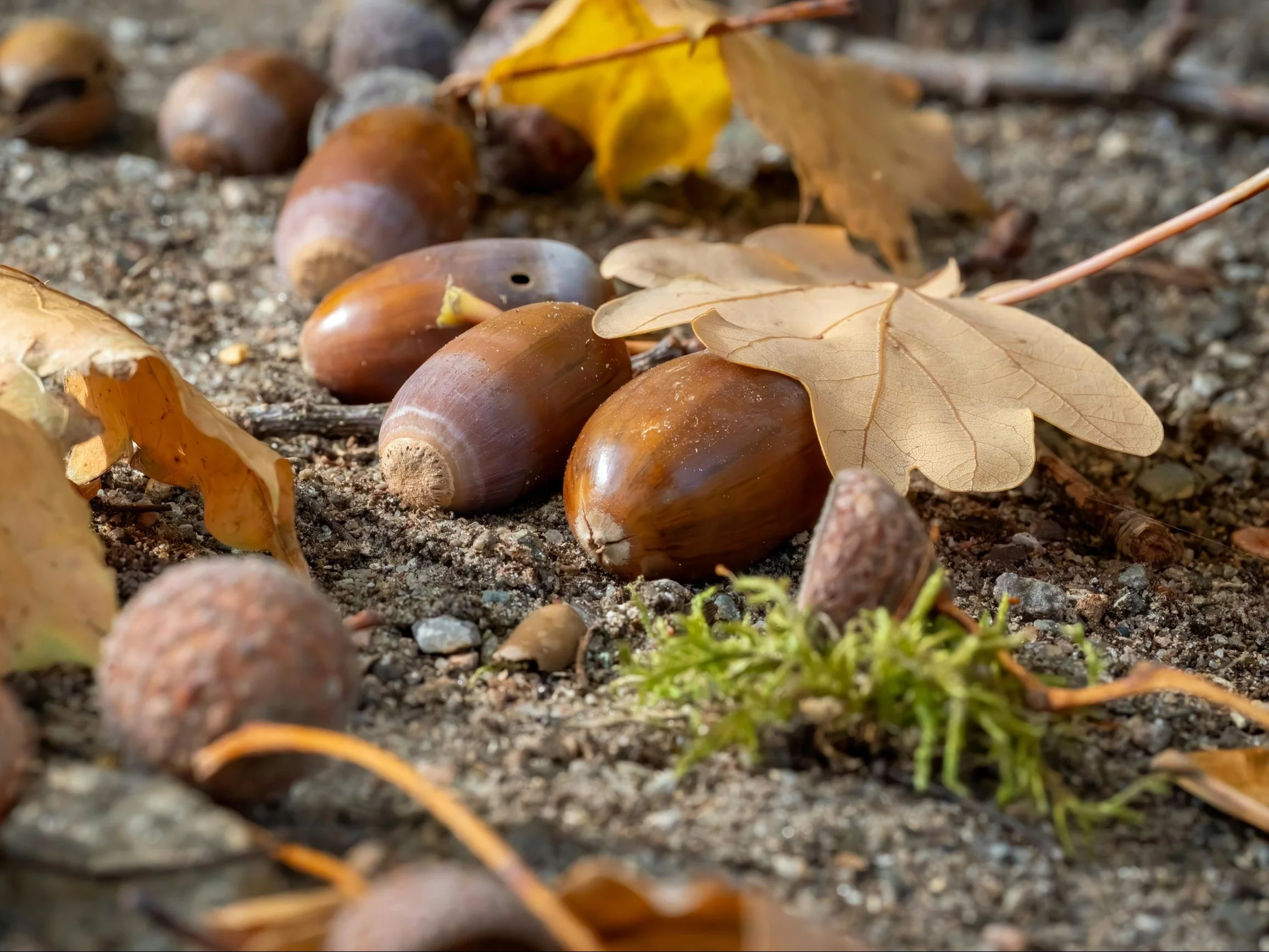 QUIZ z wiedzy o przyrodzie. Pokonasz ucznia podstawówki?