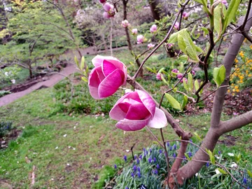 Ogród Botaniczny Uniwersytetu Warszawskiego w Warszawie 