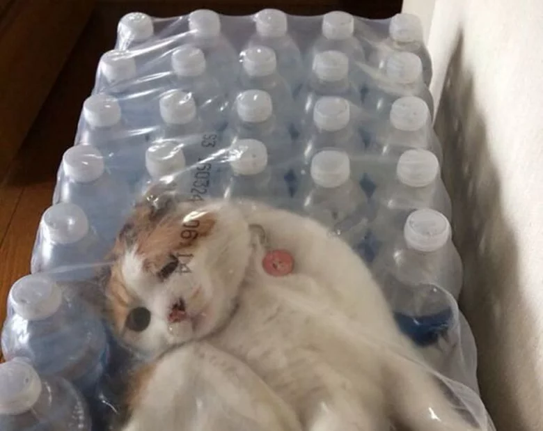 Miniatura: Myśleliście, że koty są inteligentne? Te...