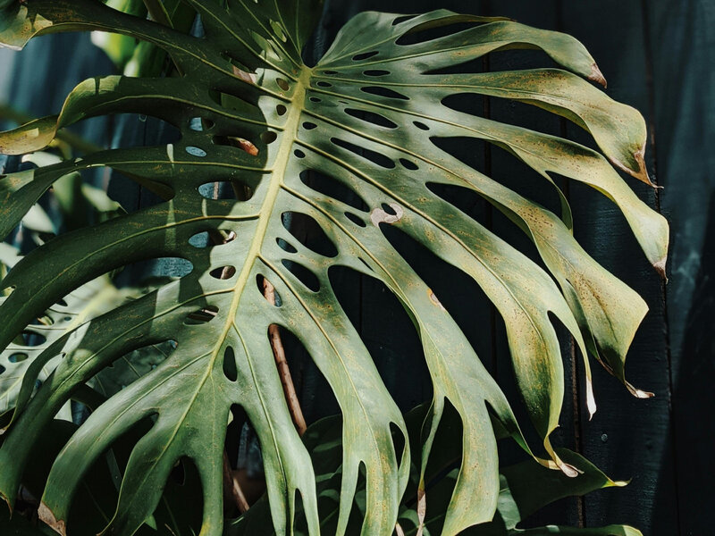 Monstera dziurawa (Monstera deliciosa)