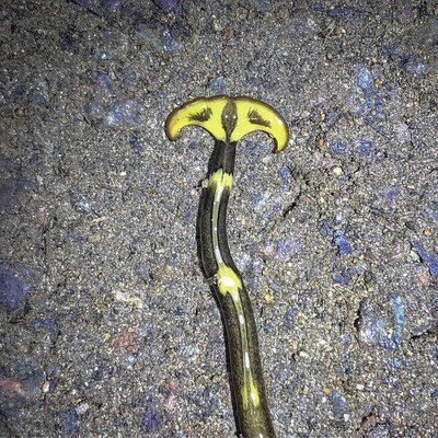 Miniatura: Plaga tropikalnych robaków we Francji