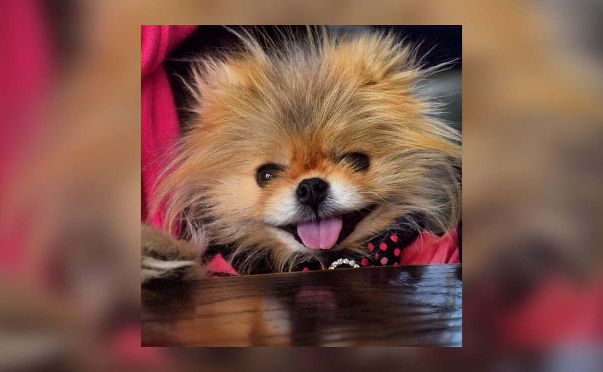 8. Giggy – pies Lisy Vanderpump Szpica miniaturowego znanej restauratorki obserwuje na Instagramie 20,7 tys. osób. Niedawno do rodziny dołączył też Puffy.