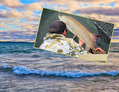 Miniatura: Ten wędkarski rekord może przechodzić z...