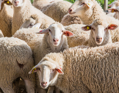 Miniatura: Owce kręcą filmy i promują wyspy. Sheep...