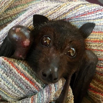 Podopieczni organizacji Bats Queensland 