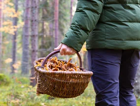 Miniatura: Wyszli na grzyby we dwóch, wrócił tylko...