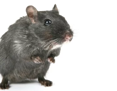 Miniatura: Zupa z mysią wkładką