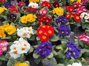 Miniatura: Jedna drobna zmiana, a prymulki kwitną do...