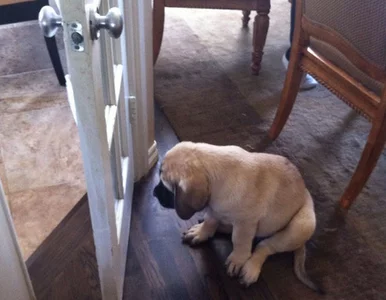 Miniatura: Tak głupie, że aż śmieszne. Te psy...