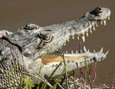 Miniatura: Atak krokodyla w USA. Poważnie ranił...
