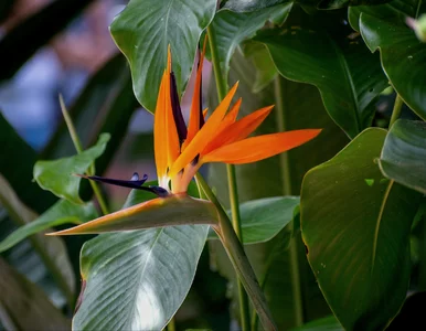 Miniatura: Zielone WOW w Twoim domu – rośliny, które...