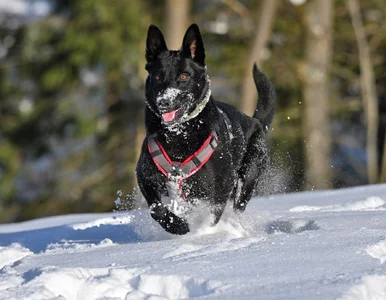 Miniatura: To Bjorn odkopał człowieka spod lawiny w...
