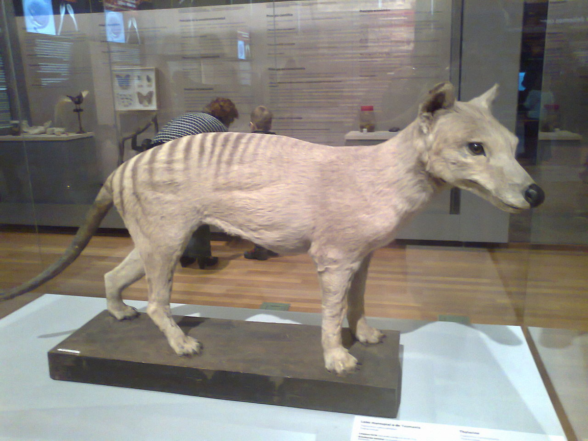 Wypchany wilkowór w muzeum w Madrycie 