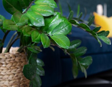 Miniatura: Wystarczy jeden ziemniak z garnka. Ten...