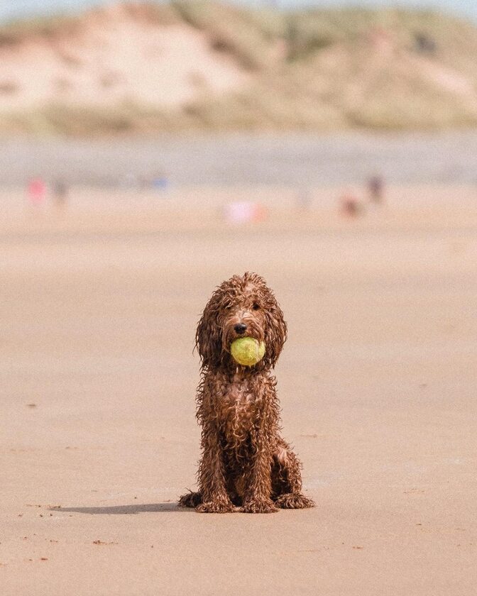 Cockapoo Marley 