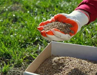 Miniatura: Kiedy siać trawę wiosną? Ten termin daje...