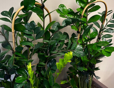 Miniatura: Zrób to w lutym, a zamiokulkas wypuści...