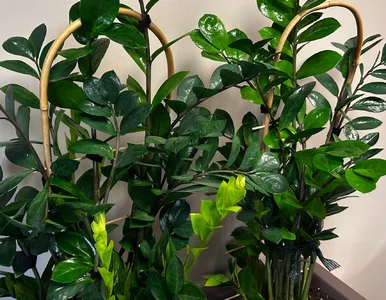 Miniatura: Zrób to w lutym, a zamiokulkas wypuści...