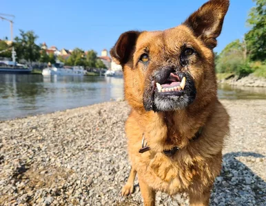 Miniatura: Błąkał się po ulicach, został postrzelony...
