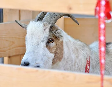 Miniatura: Antyfaszyści ukradli deputowanej Kudłatego