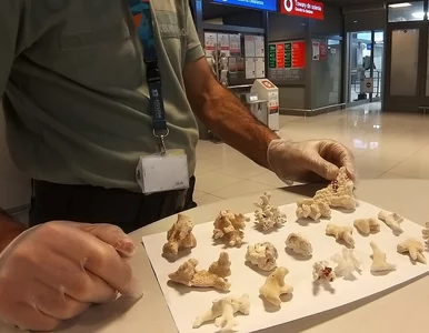 Miniatura: Polka wróciła z Egiptu, może trafić do...