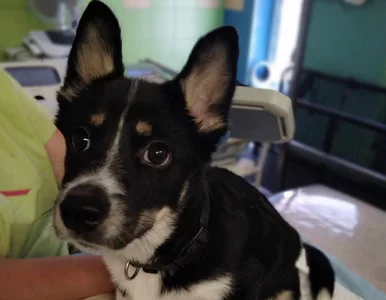 Miniatura: Oprawcy Pioruna grozi więzienie. 68-latek...