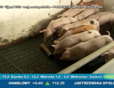 Miniatura: Masz więcej niż 10 świń? UE każe zapewnić...