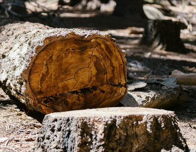 Miniatura: Nawierć, wlej i przykryj – pień po ściętym...