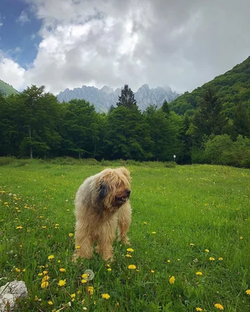 Pies rasy bergamasco 