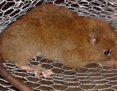 Miniatura: Odkryto nowy gatunek szczura. Olbrzym...