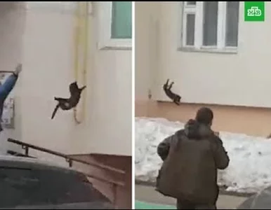 Miniatura: Rzuciła kotem, żeby... przestraszyć łosia....