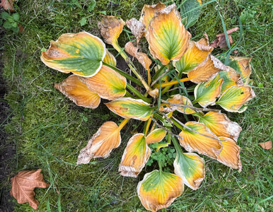 Miniatura: Zrób to jesienią, a Twoje funkie...