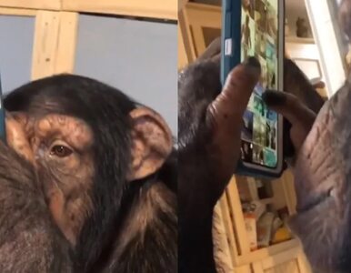 Miniatura: Szympans przegląda profil na Instagramie....