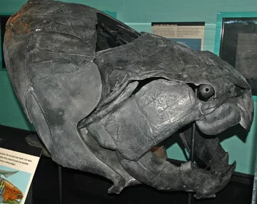 Dunkleosteus terrelli 