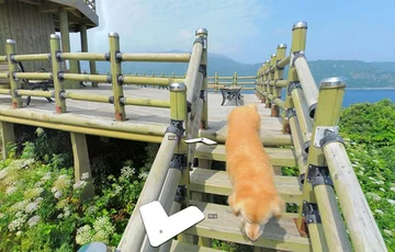 Ten pies zdominował zdjęcia street view z koreańskiej wyspy 