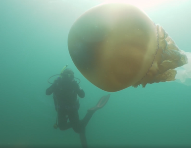 Miniatura: Gigantyczna meduza nagrana u wybrzeży...