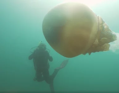 Miniatura: Gigantyczna meduza nagrana u wybrzeży...