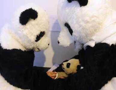 Miniatura: Przebierają się za pandy by je ratować