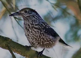 Miniatura: Co to za ptak? Sprawdź, czy rozpoznasz...