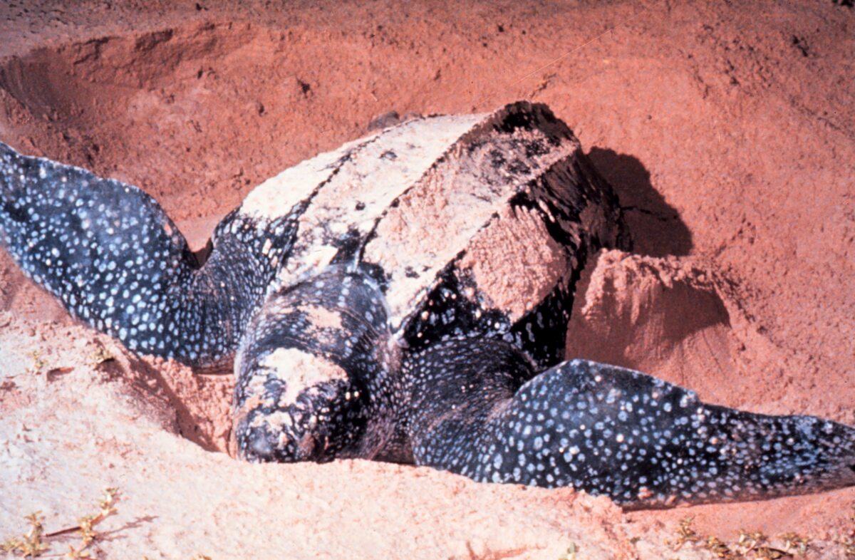 Inny sfotografowany żółw skórzasty na zdjęciach National Oceanic and Atmospheric Administration (NOAA) 