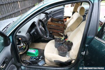 Plantacja marihuany w&nbsp;Volkswagenie Passacie