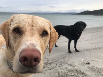 Olive i Mabel 