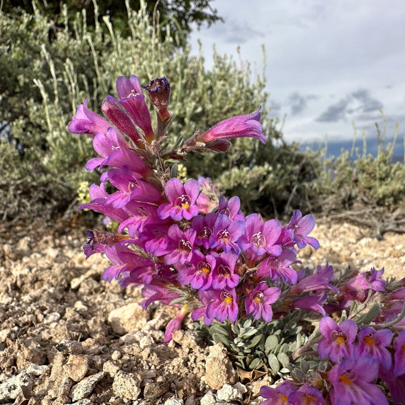 Penstemon thompsoniae