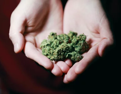 Miniatura: Olej CBD jako naturalne antidotum na...