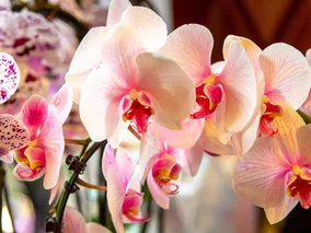 Miniatura: Pokrój w plasterki i włóż do doniczki....