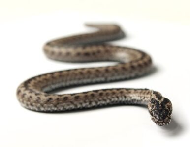 Miniatura: Plaga węży w Tajlandii